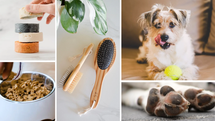An assortment of eco-friendly pet supplies arranged to promote responsible grooming and care for pets while prioritizing sustainability.